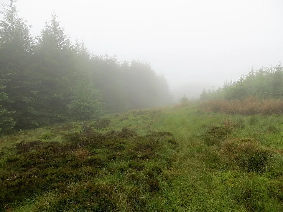 Bosque neblinoso que evoca el ambiente del Bosque Prohibido